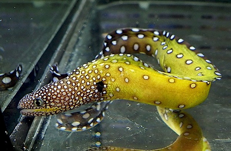 A beautiful Dragon Moray eel